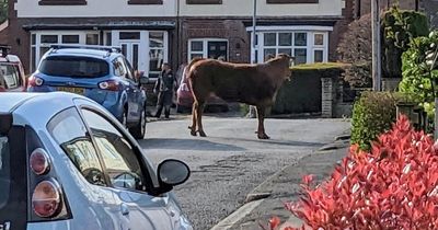 Dad tells of moment rampaging bull charged 'just missing' him and children