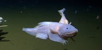 Snailfish: the 'impossible' fish that broke two deep sea records shows the importance of ocean exploration