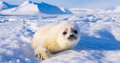 Heartbreaking image shows baby seal begging for milk moments before dying