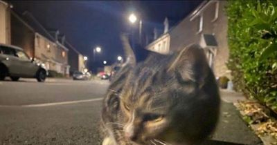 Missing cat found 'living in skip' eight months after owners emigrated