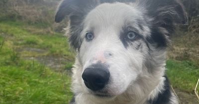 19 Collies looking for homes after being abandoned or surrendered