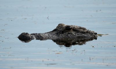 Family of US woman killed by alligator sues over community’s water features