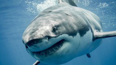 Great white shark washes up on South Carolina beach in rare, unusual stranding