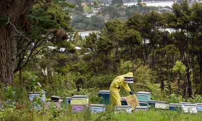 Cyclone damage shows New Zealand’s beekeepers are unprepared for climate change