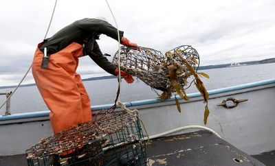 New federal program targets abandoned crab, lobster traps