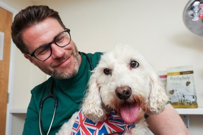 New tricks to help care for your old dog