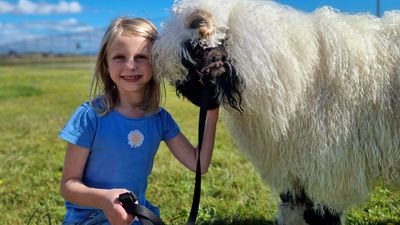 'World's cutest sheep' Valais blacknose makes long-awaited flight to Tasmania