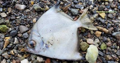 'Frustrated': EPA chief wants answers on lake fish kill