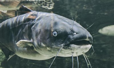 I tried cold-water immersion – and was vigorously courted by a catfish