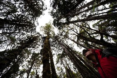 World's 'oldest' tree able to reveal planet's secrets