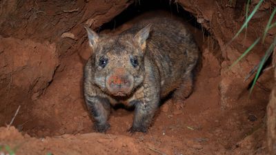 Footage of northern hairy-nosed wombat in south-west Queensland refuge a good sign for species
