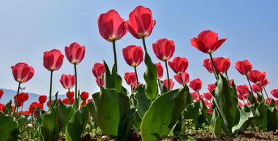 J&K: Tulip Garden in Srinagar closes for this season after all-time high footfall