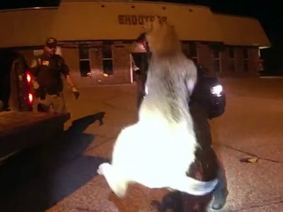 Dramatic video shows police responding to call of bobcat trapped in car