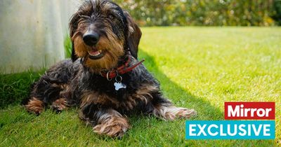 Garden expert's best tip to protect grass from dog urine – but you need to act fast