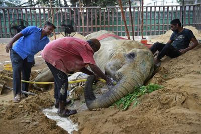 Ailing Pakistan elephant dies, leaving 'mourning' partner in limbo