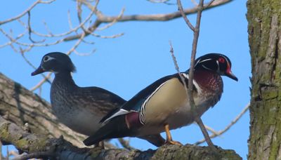 Chicago outdoors: North Side wood ducks, Bassmaster all-staters, Illinois’ invasive fish