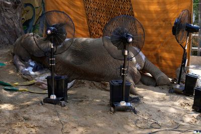 Elephant dies at Pakistani zoo days after procedure