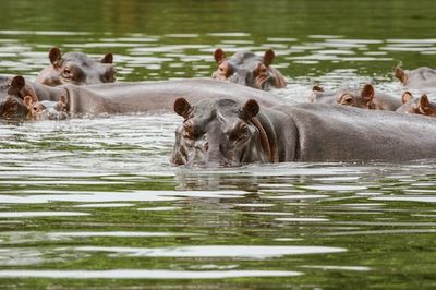 These 3 Strategies Could Solve the Problem of Pablo Escobar’s “Cocaine Hippos”