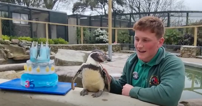 Oldest penguin in Britain celebrates 35th birthday with cake at wildlife sanctuary