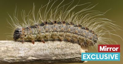 Health warning over toxic hairy caterpillars that can cause rashes and asthma attacks