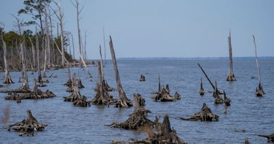 Haunting 'ghost forests' with cemeteries of trees spreading rapidly along coast