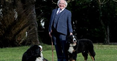 President Michael D Higgins' beloved dog Bród dies 'very peacefully' aged 11