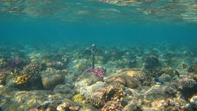 Google wants you to save coral reefs (with AI's help)