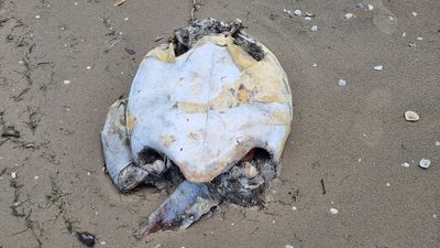 Endangered species found dead on north Queensland beach prompts calls for gillnets ban in reef waters