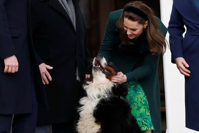 Irish president’s dog Brod dies at the age of 11