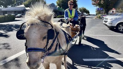 Miniature horse enthusiast rides into town on a horse-drawn cart for her morning brew