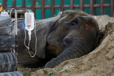 Elephant in Pakistan zoo dies, reviving concern over animal treatment