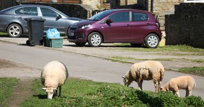 'Hooligan' sheep flock 'terrorising' residents by destroying gardens and eating plants