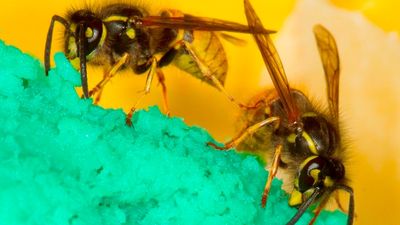 European wasps take over small tourist town of Yackandandah