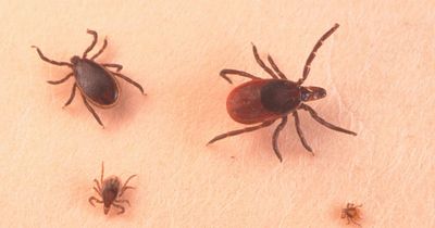 Symptoms of Lyme disease after warning rare condition is on the rise in UK