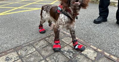 Meet the hero dog putting out fires and chasing arsonists in her own high-tech heat-resistant boots