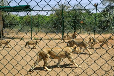 Sudan lions reserve warns running low on food amid fighting