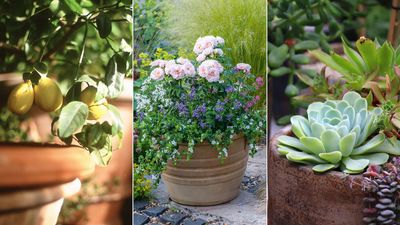 Best patio plants – 10 stunning options for adding flowers, foliage and scent to your paved space