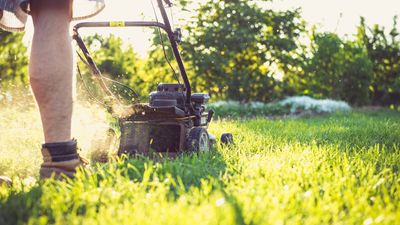 How often should you mow the lawn?