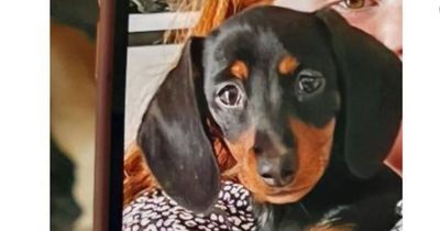 'Cruel' thief stole puppy from little girl playing in her garden