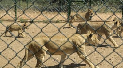 Sudan Lions Reserve Warns Running Low on Food