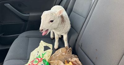 Lamb found in car with 'drugs worth £10,000' on Scots motorway