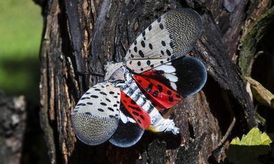 ‘Kill it, smash it’: spotted lanternflies due to return this spring with a vengeance