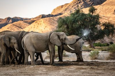For elephants, "family is everything"