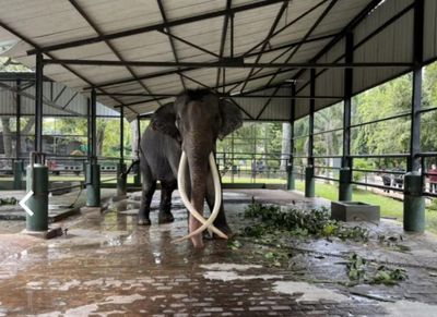Govt 'still looking for a way' to bring abused jumbo home