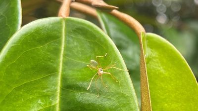 Green ants drive away birds, bugs giving fruit farmers an organic way to control pests