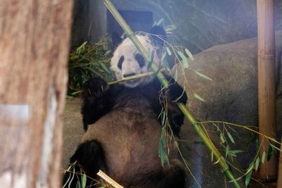 Giant panda Ya Ya to return to China from US