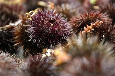 Scientists discover why sea urchins are dying off from US to the Caribbean