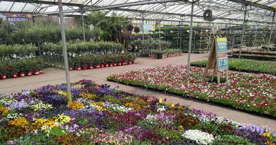 'Biggest garden plant supermarket' opens in West Country with cheap outdoor offerings