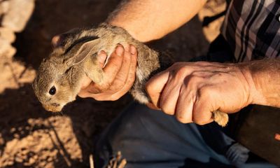 Catalonia’s farmers face threat of drought … and a plague of hungry rabbits