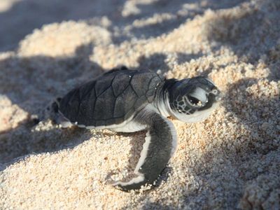 Sea level rise threatens island turtle hatchery